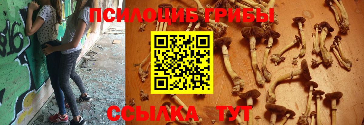 Псилоцибиновые грибы GOLDEN TEACHER  Галлюциногенные грибы GOLDEN TEACHER  Шелехов  Вход с VPN 